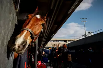 Prix d'Orthez, Cresus di Poggio sur l'hippodrome de Paris Vincennes