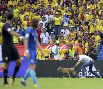 Un chien interrompt Neymar et les Brésiliens en plein match