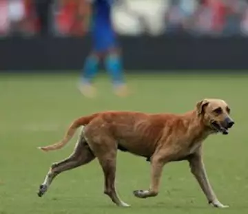 Quand un chien policier vole un ballon en plein match…