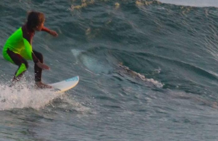 Un surfeur de 10 ans passe à quelques cm d'un requin blanc !