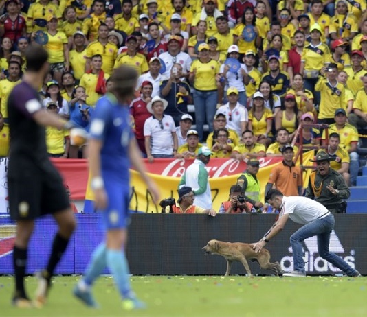 Un chien interrompt Neymar et les Brésiliens en plein match