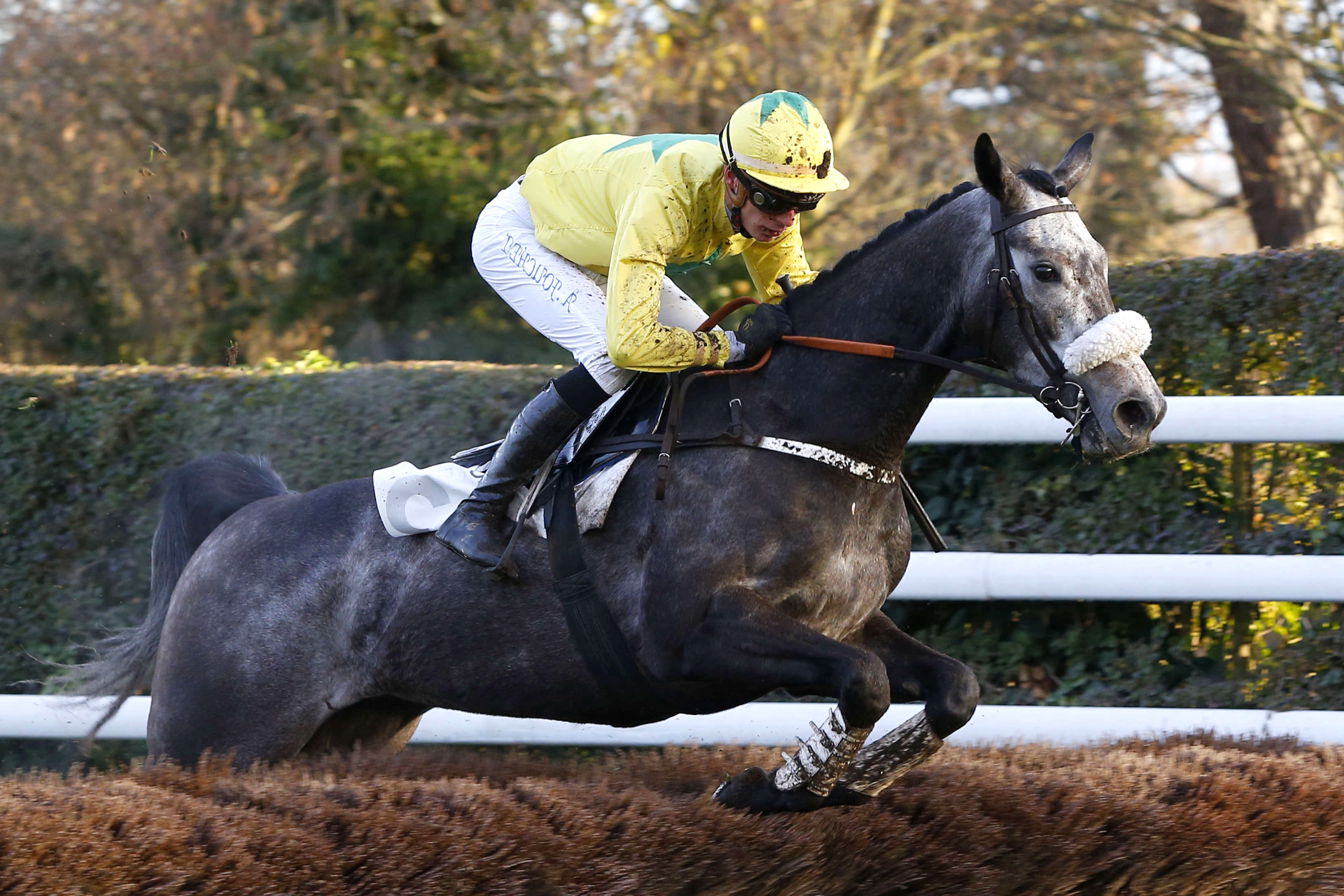 Prix Annie Hutton, Genesis As sur l'hippodrome de Pau